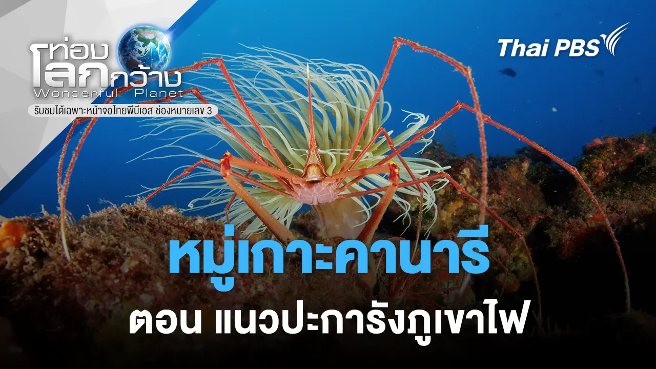 หมู่เกาะคานารี – แนวปะการังภูเขาไฟ 