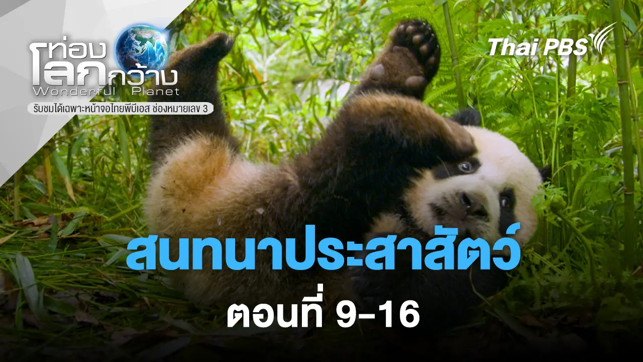 สนทนาประสาสัตว์ ตอนที่ 9-16