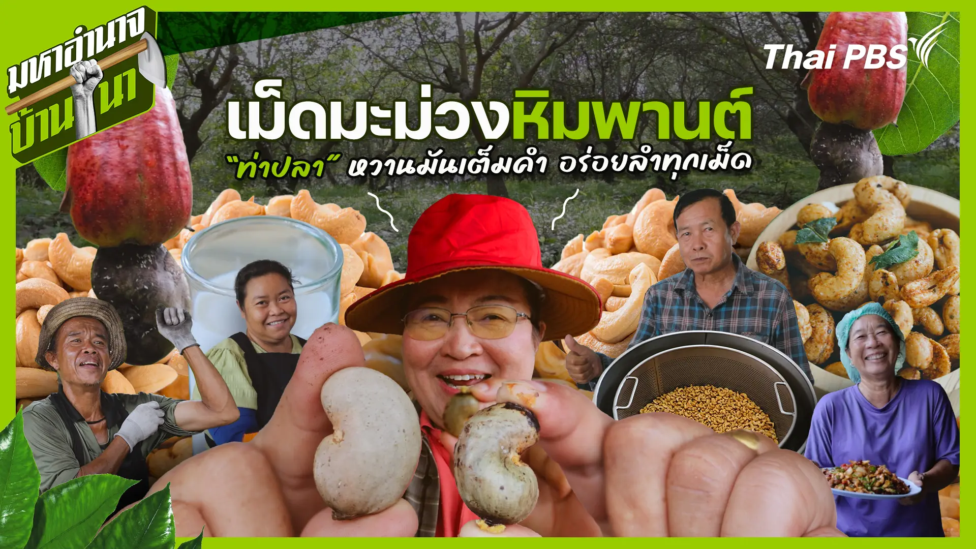 เม็ดมะม่วงหิมพานต์ท่าปลา หวานมันเต็มคำ อร่อยลำทุกเม็ด