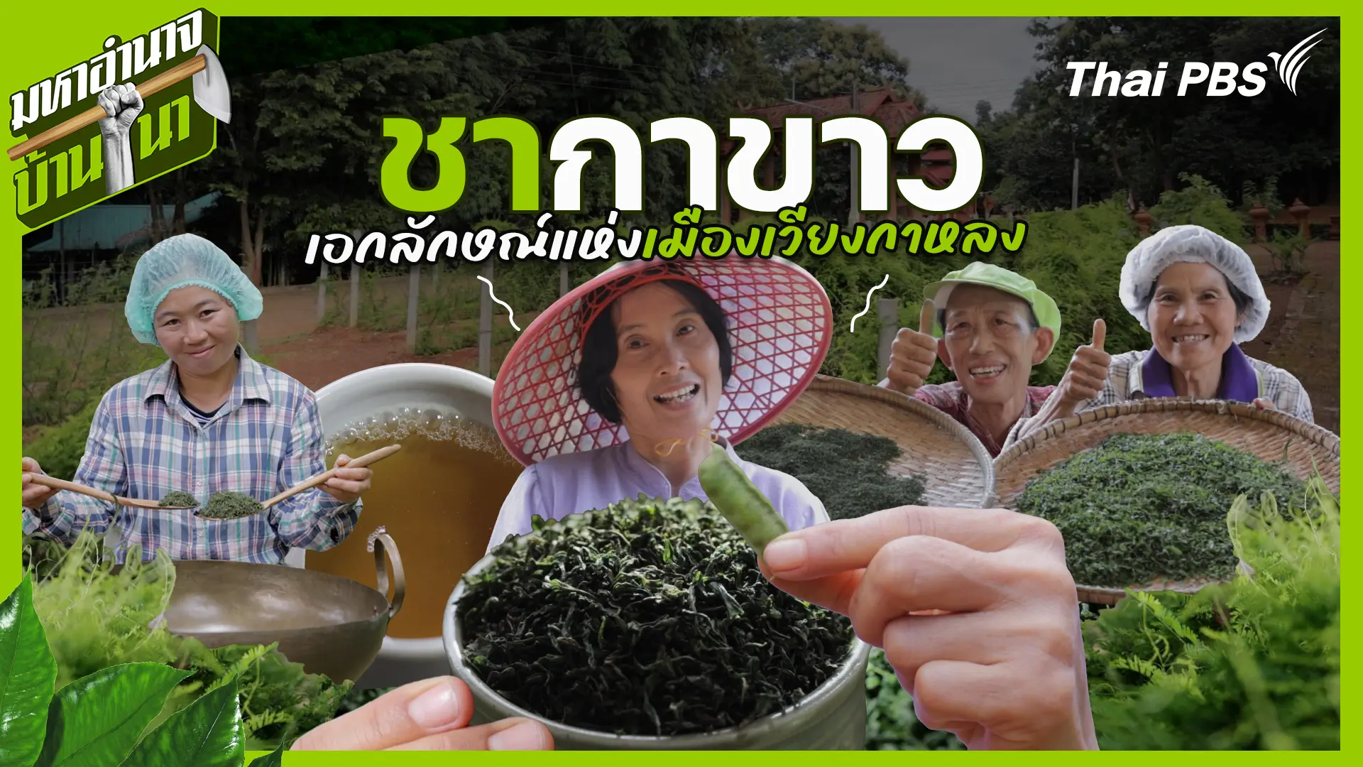 ชากาขาว เอกลักษณ์แห่งเมืองเวียงกาหลง