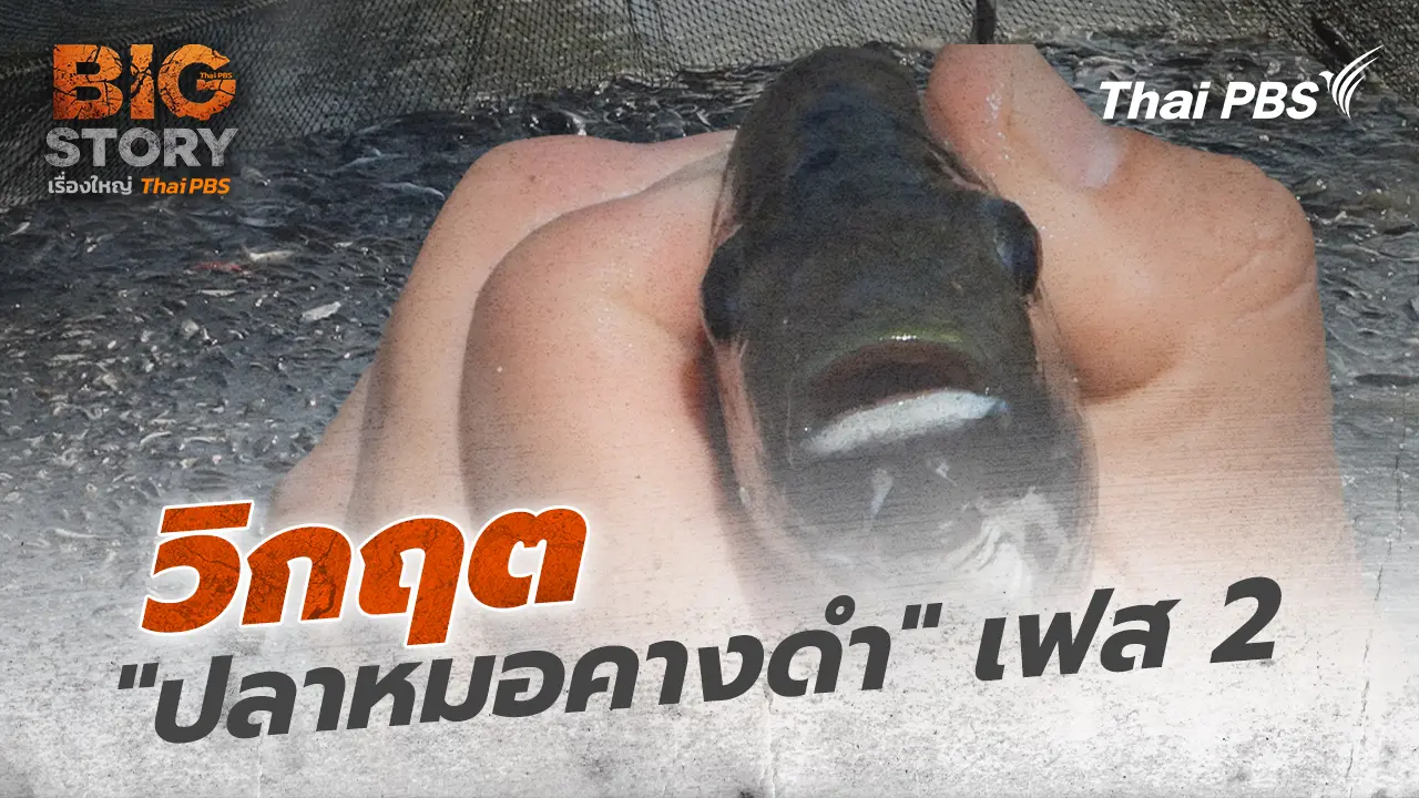 วิกฤต "ปลาหมอคางดำ" เฟส 2