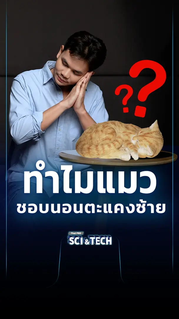 ทำไม "แมวนอนตะแคงซ้าย" ?