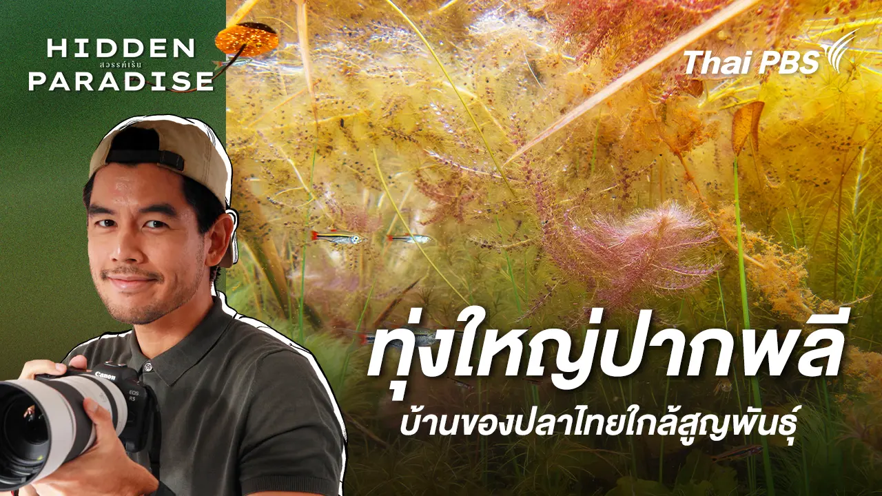 ทุ่งใหญ่ปากพลี : บ้านของปลาไทยใกล้สูญพันธุ์