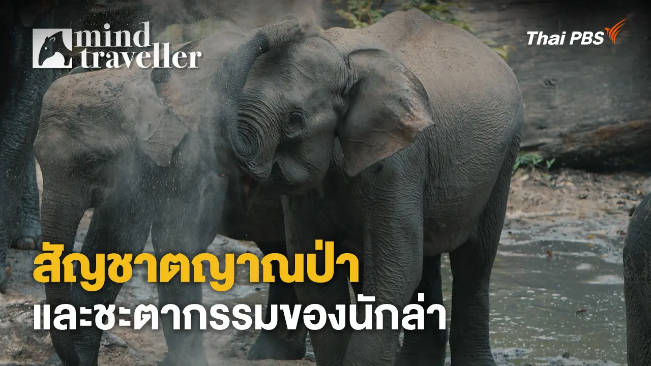 สัญชาตญาณป่าและชะตากรรมของนักล่า