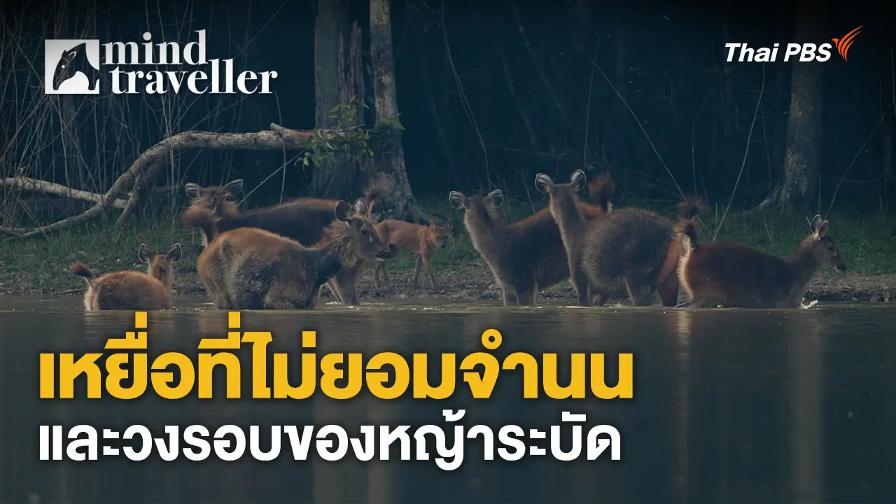 เหยื่อที่ไม่ยอมจำนนและวงรอบของหญ้าระบัด