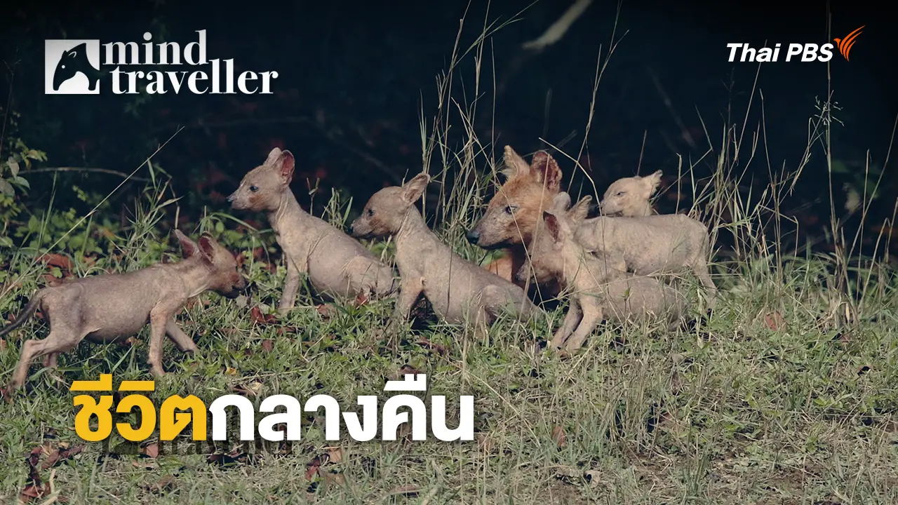 ชีวิตกลางคืน