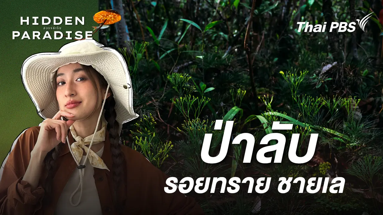 ป่าลับ รอยทราย ชายเล