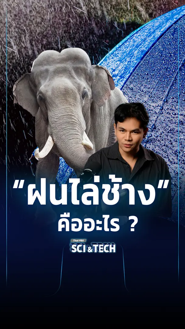 "ฝนไล่ช้าง" คืออะไร เกี่ยวอะไรกับ "ช้าง" ?