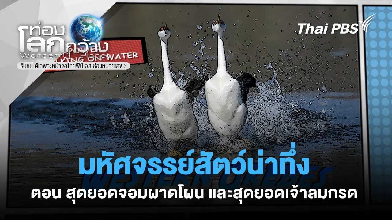 มหัศจรรย์สัตว์น่าทึ่ง ตอน สุดยอดจอมผาดโผน และสุดยอดเจ้าลมกรด