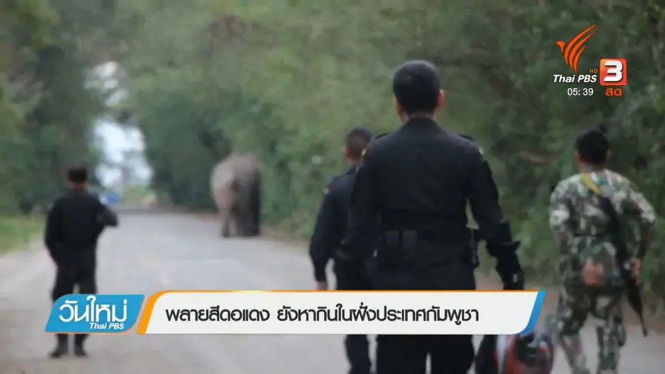 พลายสีดอแดง ยังหากินในฝั่งประเทศกัมพูชา