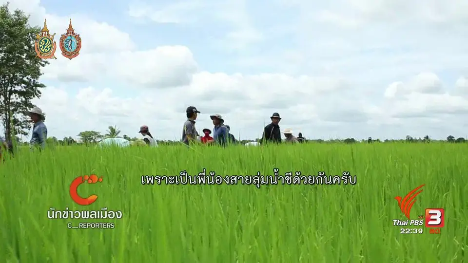 นักข่าวพลเมือง : กิจกรรม "ดำนา ลงแขก" เครือข่ายลุ่มน้ำชีตอนล่าง  จ.ร้อยเอ็ด