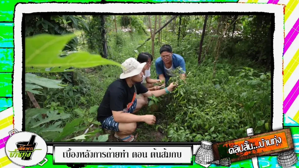 เด็ดยอดพริกนา พาดูวัวควาย(ปั้น)
