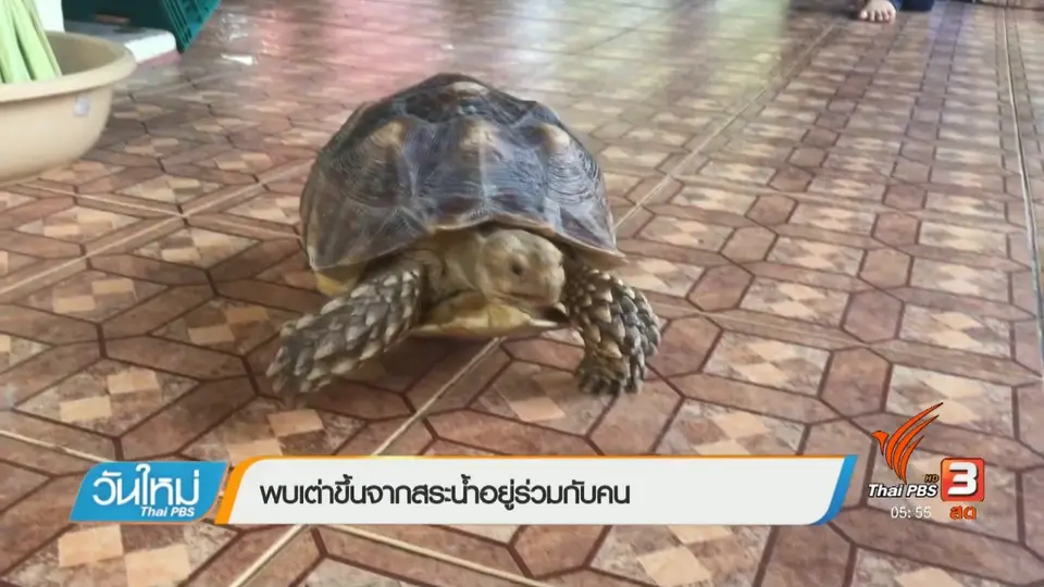 พบเต่าขึ้นจากสระน้ำอยู่ร่วมกับคน