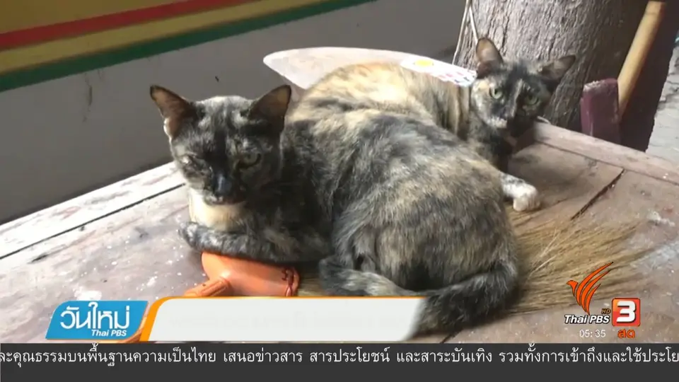 พระตีแมวตามคลิปในโซเชียลฯ ยอมรับลงโทษแมวจริง