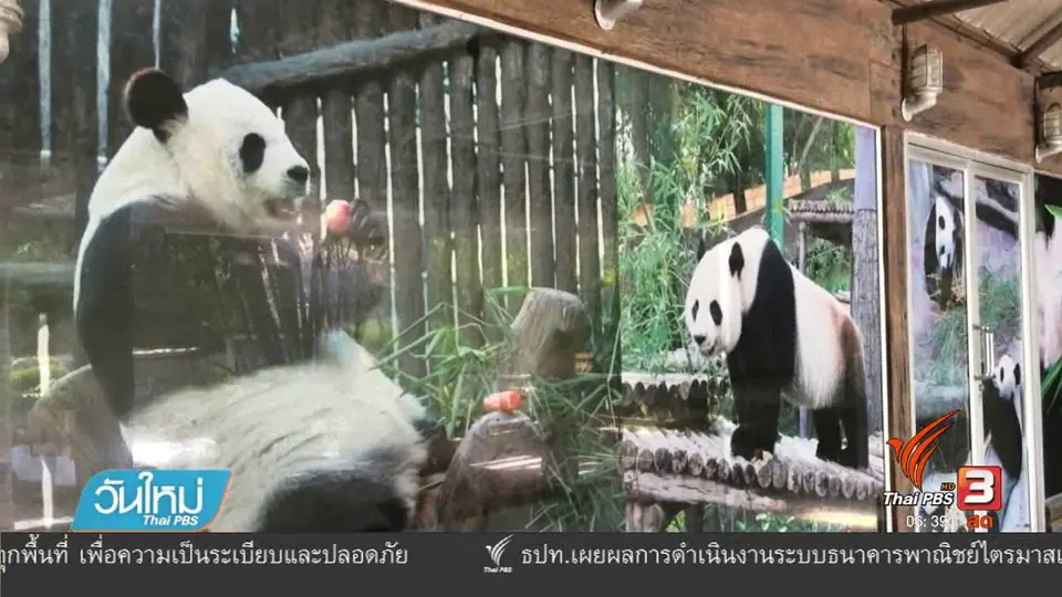 เลื่อนอัลตร้าซาวด์แพนด้า หลินฮุ่ย
