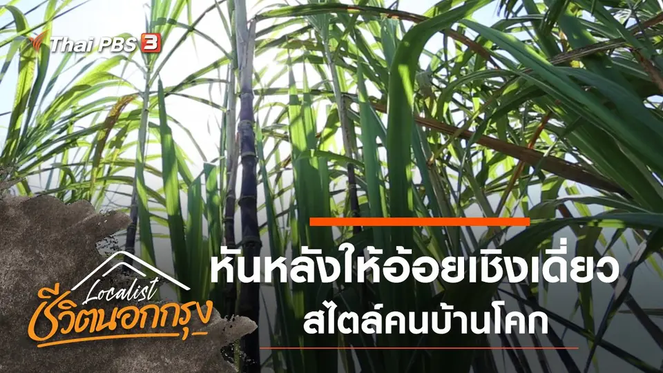 หันหลังให้อ้อยเชิงเดี่ยว สไตล์คนบ้านโคก