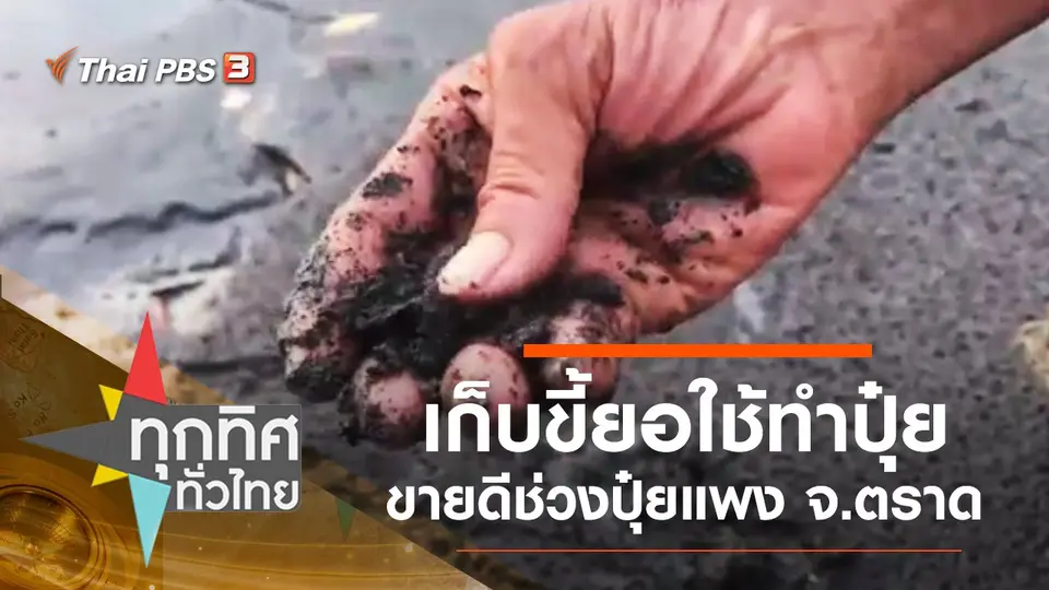 เก็บขี้ยอใช้ทำปุ๋ยขายดีช่วงปุ๋ยแพง จ.ตราด