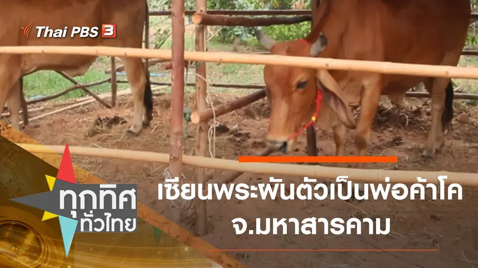 เซียนพระผันตัวเป็นพ่อค้าโค จ.มหาสารคาม