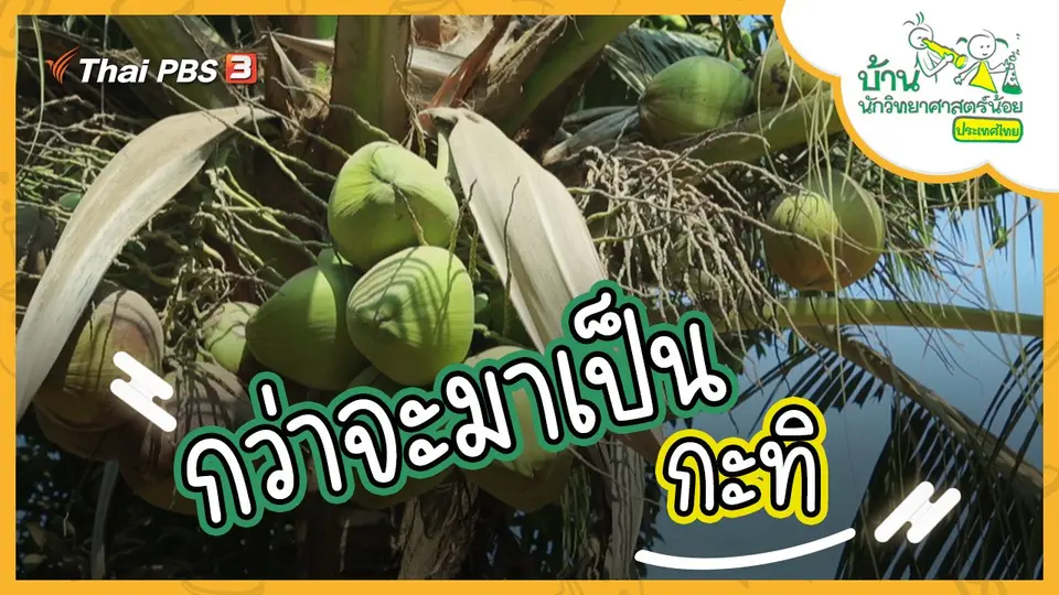 กว่าจะมาเป็นกะทิ