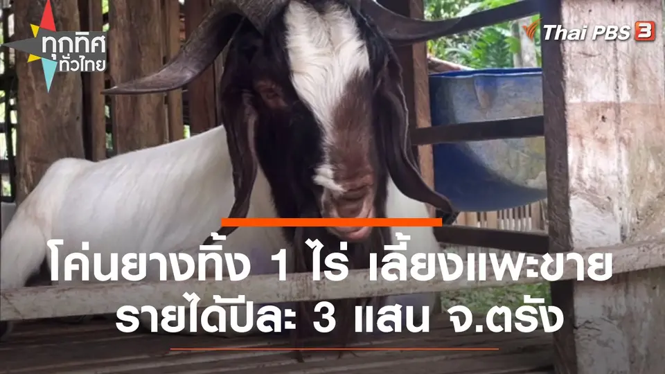 โค่นยางทิ้ง 1 ไร่ เลี้ยงแพะขายรายได้ปีละ 3 แสน จ.ตรัง