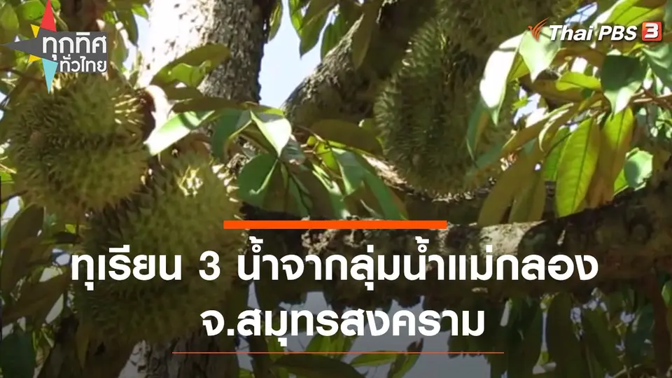 ทุเรียน 3 น้ำจากลุ่มน้ำแม่กลอง จ.สมุทรสงคราม