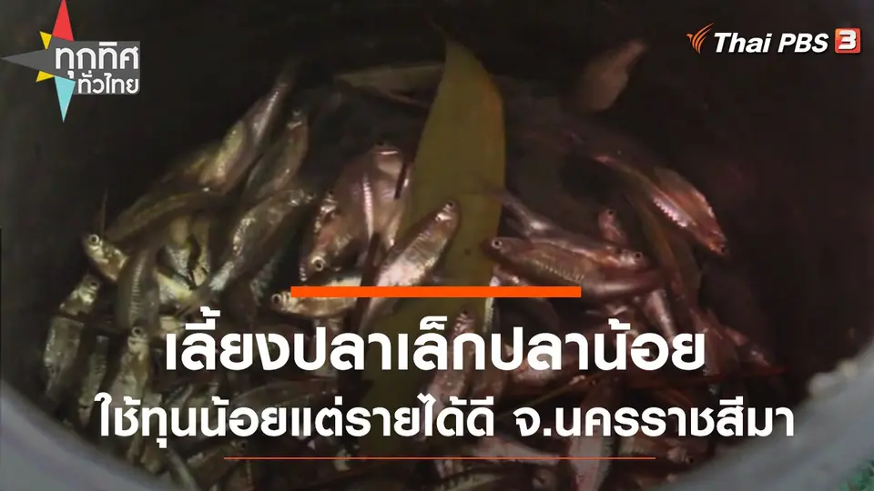เลี้ยงปลาเล็กปลาน้อยใช้ทุนน้อยแต่รายได้ดี จ.นครราชสีมา