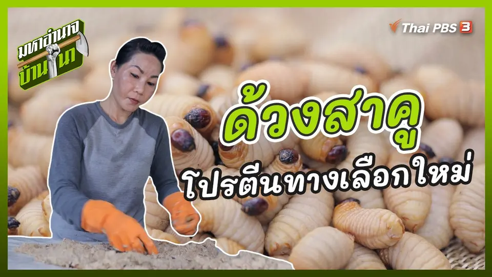 ด้วงสาคู โปรตีนทางเลือกใหม่ของโลก
