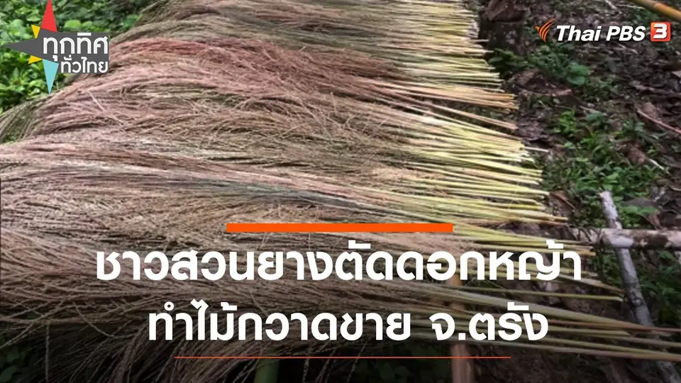 ชาวสวนยางตัดดอกหญ้าทำไม้กวาดขาย จ.ตรัง