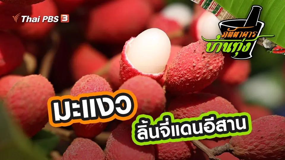มะแงว