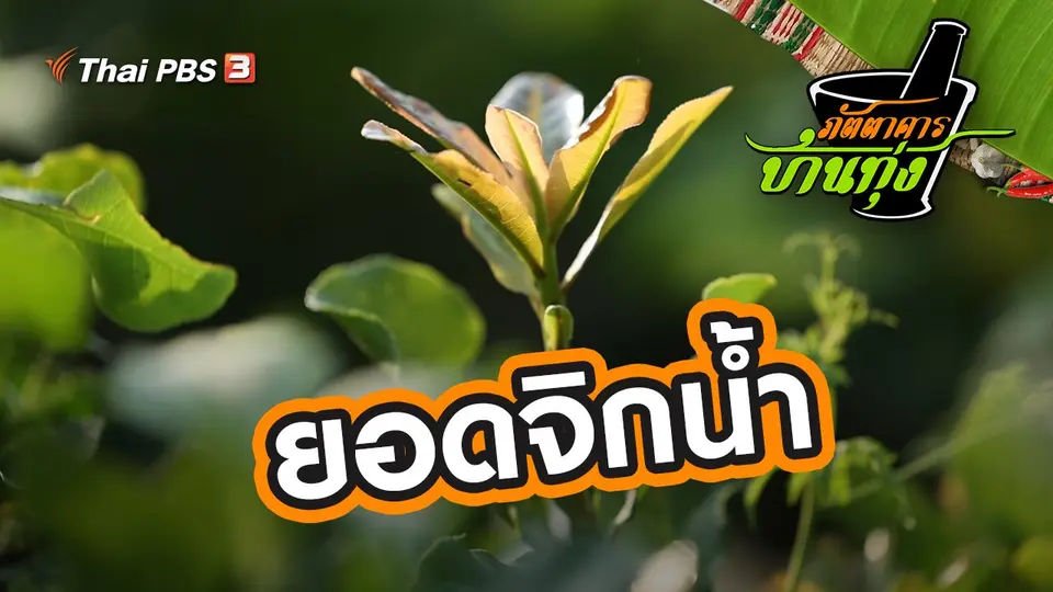 ยอดจิกน้ำ