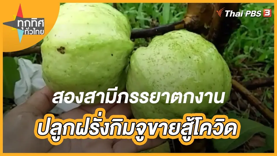 สองสามีภรรยาตกงาน ปลูกฝรั่งกิมจูขายสู้โควิด จ.ปราจีนบุรี