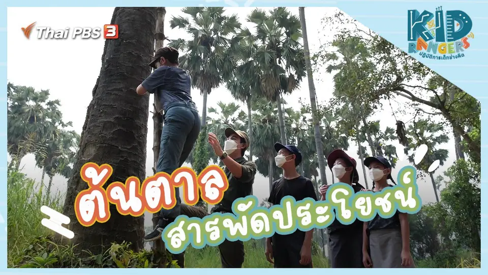 ต้นตาลสารพัดประโยชน์