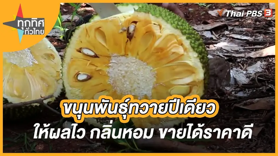 ขนุนพันธุ์ทวายปีเดียว ให้ผลไว กลิ่นหอม ขายได้ราคาดี