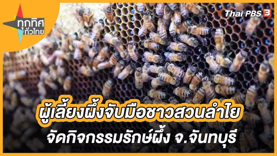 ผู้เลี้ยงผึ้งจับมือชาวสวนลำไยจัดกิจกรรมรักษ์ผึ้ง จ.จันทบุรี