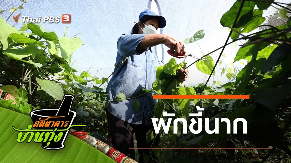 ผักขี้นาก