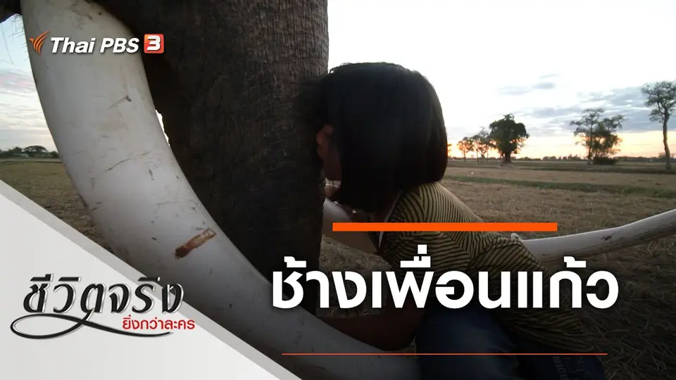 ช้างเพื่อนแก้ว
