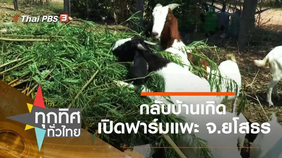 กลับบ้านเกิดเปิดฟาร์มแพะ จ.ยโสธร