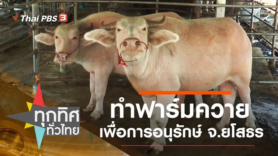 ทำฟาร์มควายเพื่อการอนุรักษ์ จ.ยโสธร