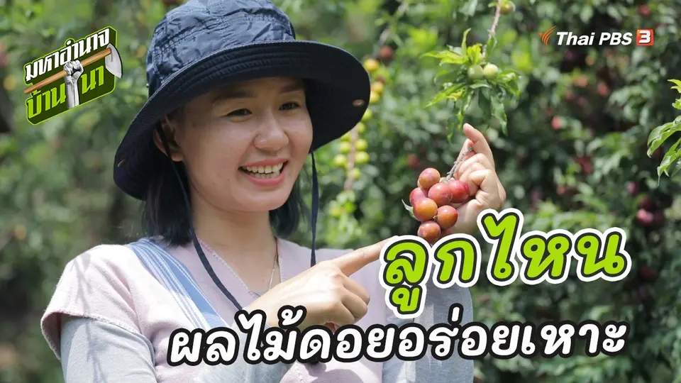 ลูกไหน ผลไม้ดอยอร่อยเหาะ