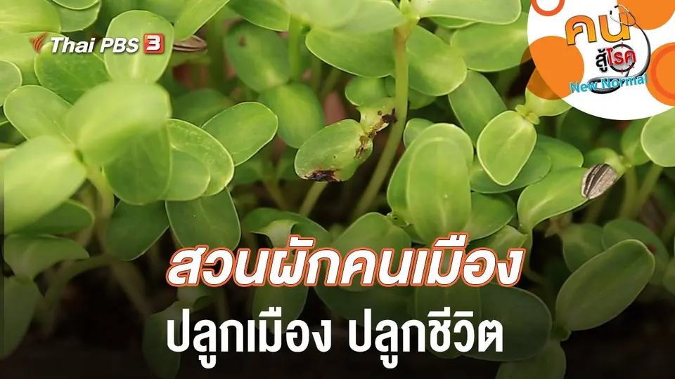 สวนผักคนเมือง ปลูกเมือง ปลูกชีวิต