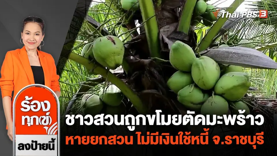 ชาวสวนถูกขโมยตัดมะพร้าว หายยกสวน ไม่มีเงินใช้หนี้ จ.ราชบุรี