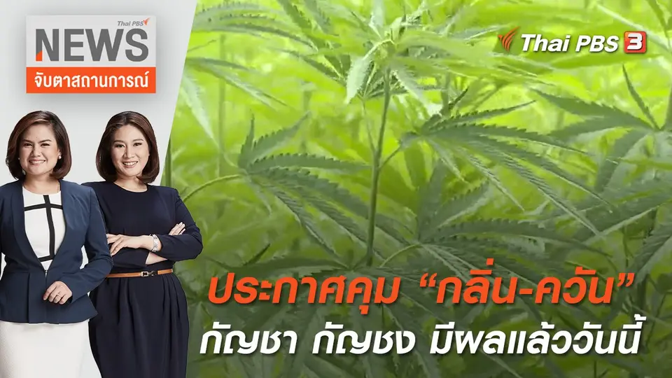 ประกาศคุม "กลิ่น-ควัน กัญชา กัญชง" มีผลแล้ววันนี้ | จับตาสถานการณ์ | 15 มิ.ย. 65