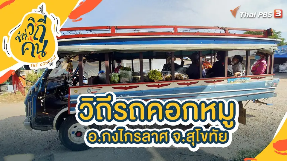 วิถีรถคอกหมู อ.กงไกรลาศ จ.สุโขทัย