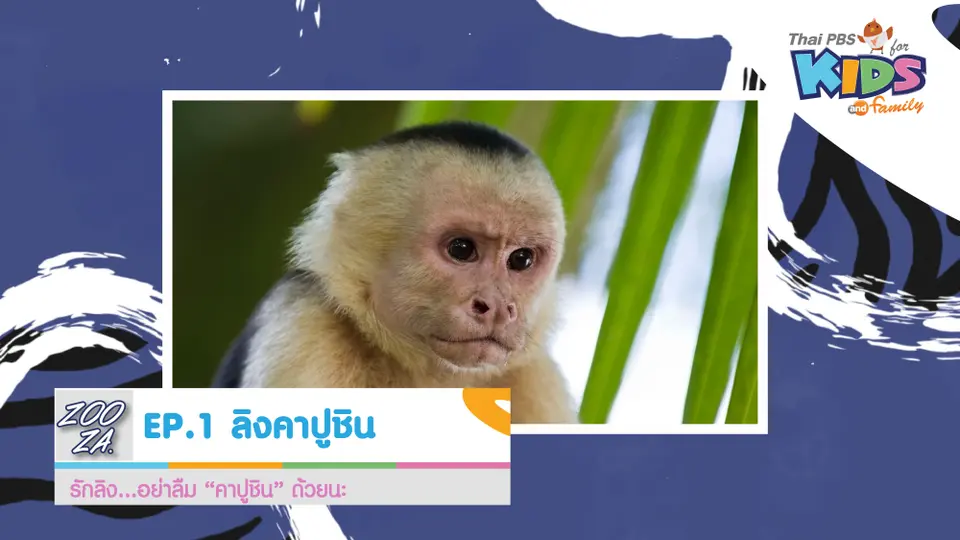ลิงคาปูชิน