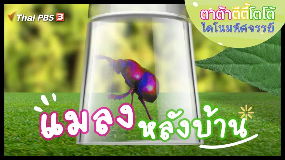 แมลงหลังบ้าน