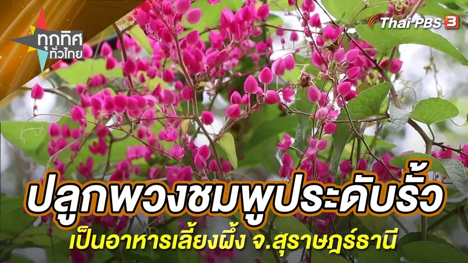 ทุกทิศทั่วไทย