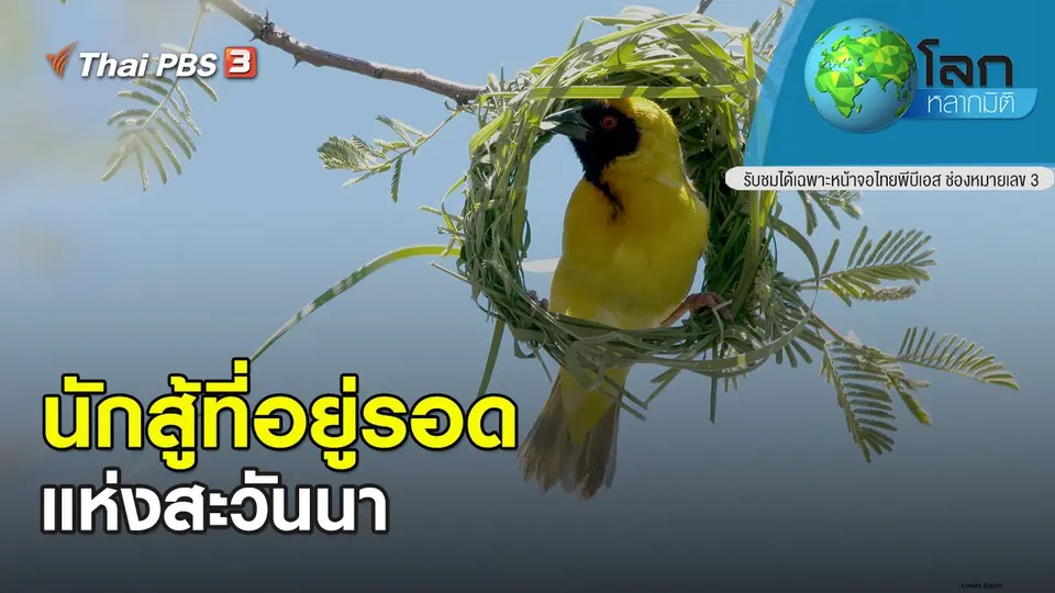 โลกหลากมิติ