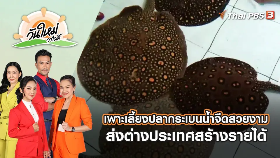 เพาะเลี้ยงปลากระเบนน้ำจืดสวยงาม ส่งต่างประเทศสร้างรายได้ | วันใหม่วาไรตี้ | 1 พ.ย. 65