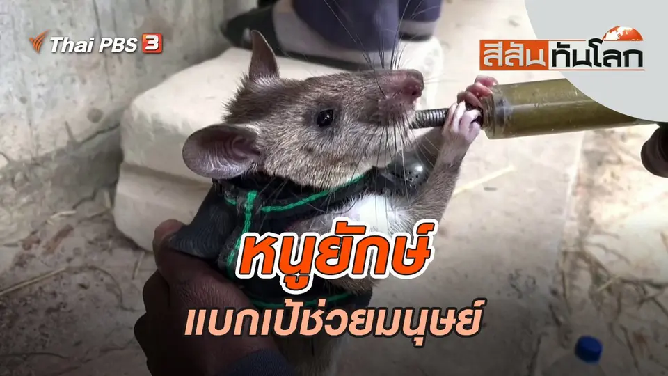 หนูยักษ์แบกเป้ช่วยมนุษย์ | สีสันทันโลก | 13 พ.ย. 65