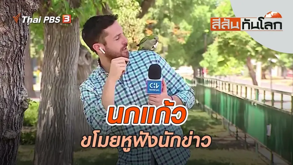 นกแก้วขโมยหูฟังนักข่าว | สีสันทันโลก | 12 พ.ย. 65